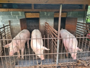 Porci grași de vânzare