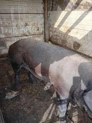 Vand porci crescuti natural - imagine 3