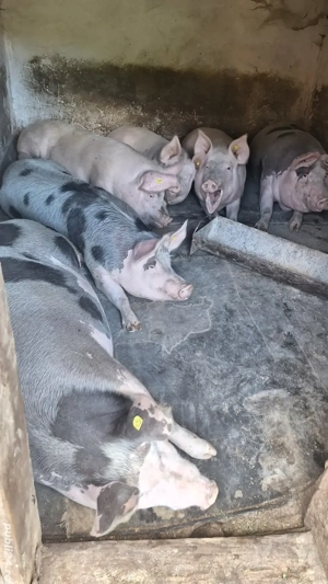 Porci de vanzare  - imagine 3