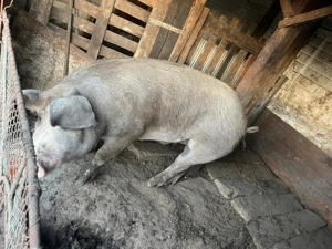 Vand porci crescuti natural