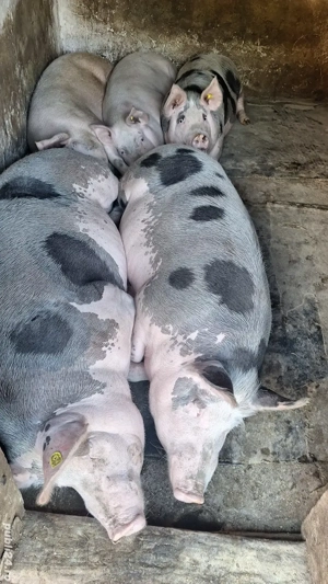 Porci de vanzare  - imagine 2