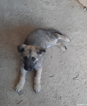 donez catelusa - imagine 3 donez catelusa - imagine 3