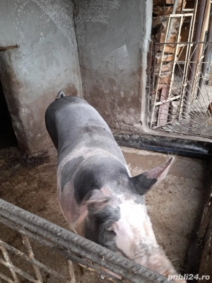 Porci de vanzare  - imagine 3