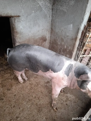 Porci de vanzare 
