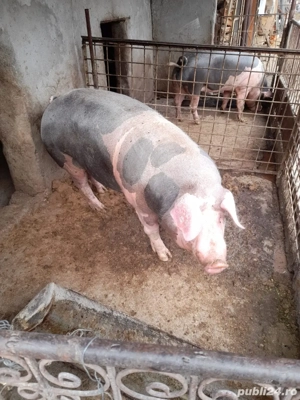 Porci de vanzare  - imagine 2