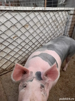 Porci de vanzare  - imagine 5
