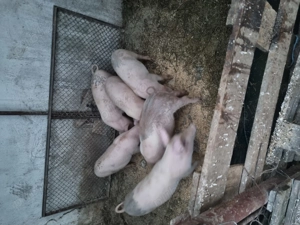 Vând purcei de 10 săptămâni  - imagine 4 Vând purcei de 10 săptămâni  - imagine 4