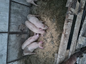 Vând purcei de 10 săptămâni  - imagine 5 Vând purcei de 10 săptămâni  - imagine 5