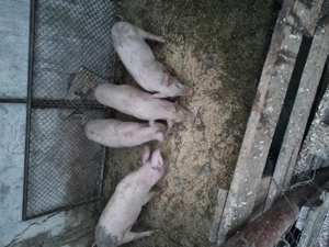 Vând purcei de 10 săptămâni  - imagine 2 Vând purcei de 10 săptămâni  - imagine 2