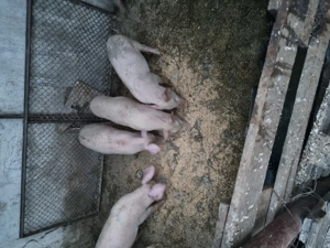 Vând purcei de 10 săptămâni  - imagine 3 Vând purcei de 10 săptămâni  - imagine 3