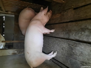 Porci pentri craciun - imagine 3