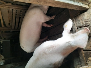 Porci pentri craciun - imagine 2