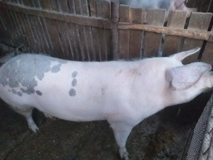 Porci de vanzare - imagine 5