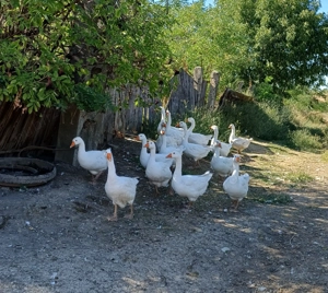 Gaste Emden De Vanzare - imagine 2 Gaste Emden De Vanzare - imagine 2