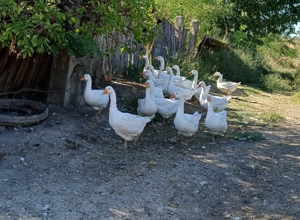 Gaste Emden De Vanzare