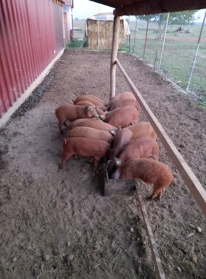 Purcei mangalita - imagine 2