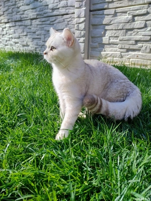 Motanel British shorthair gold lilac 