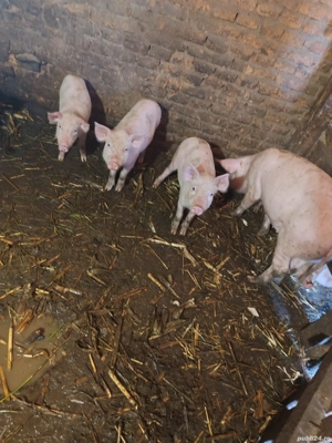 Purcei de vânzare - imagine 3