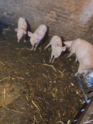 Purcei de vânzare - imagine 2