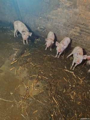 Purcei de vânzare - imagine 4