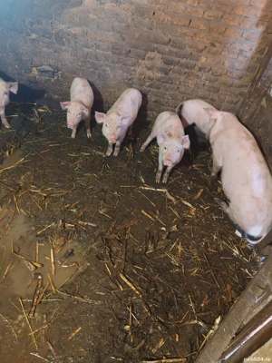 Purcei de vânzare - imagine 5