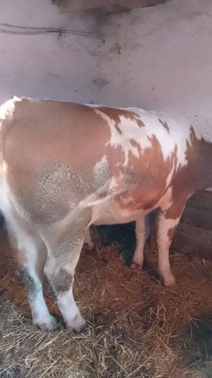 Vând vaca  - imagine 3