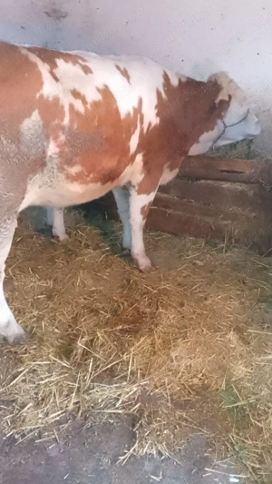 Vând vaca  - imagine 2