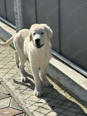 ciobanesc de bucovina