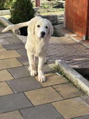 ciobanesc de bucovina - imagine 2