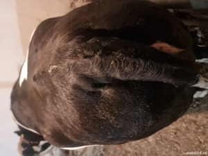 vind junică de  2 ani  mai multe detalii la tel    - imagine 2