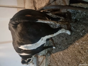 vind junică de  2 ani  mai multe detalii la tel   