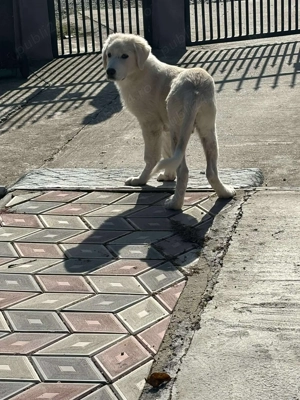 ciobanesc de bucovina - imagine 3