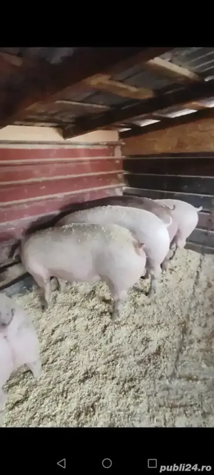 Vand porci foarte mâncăcioși!