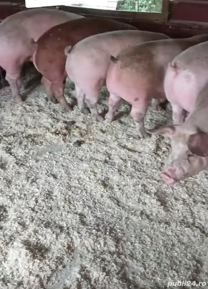 Vand porci foarte mâncăcioși! - imagine 2