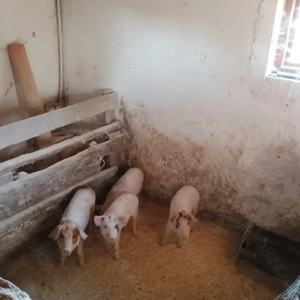 4 purcei la 300  - imagine 2