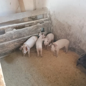 4 purcei la 300  - imagine 3