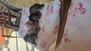 Vand catelusi din rasa Teckel detali la nr de tel.   - imagine 2 Vand catelusi din rasa Teckel detali la nr de tel.   - imagine 2