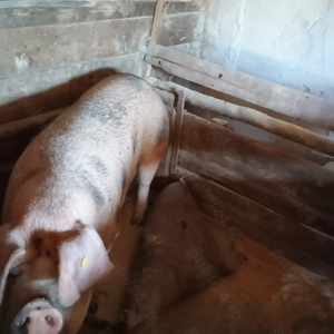 4 purcei la 300  - imagine 4