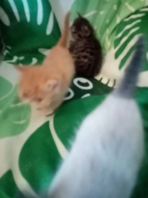 Pisici persan exotic