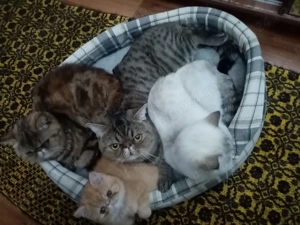 Pisici persan exotic - imagine 2