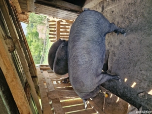 Porci de vanzare - imagine 2