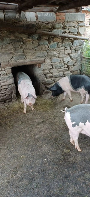 Porci  și scroafa de vanzare, mai multe detali la telefon.  - imagine 4