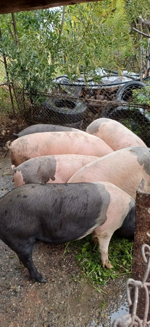Porci  și scroafa de vanzare, mai multe detali la telefon. 