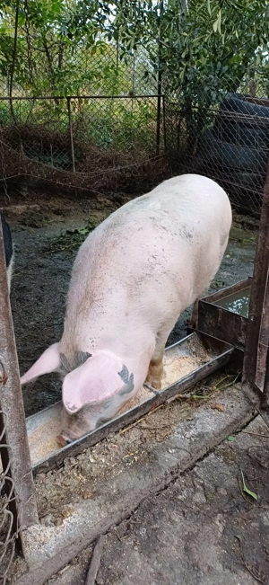 Porci  și scroafa de vanzare, mai multe detali la telefon.  - imagine 3