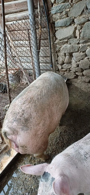 Porci  și scroafa de vanzare, mai multe detali la telefon.  - imagine 2