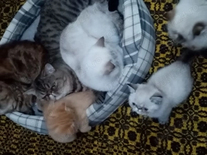 Pisici persan exotic - imagine 4