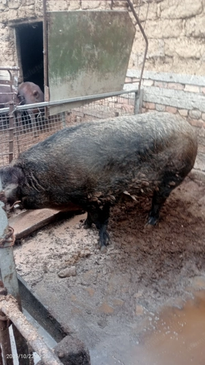 Vând porc  - imagine 2 Vând porc  - imagine 2