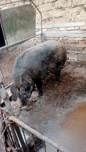 Vând porc  - imagine 3 Vând porc  - imagine 3