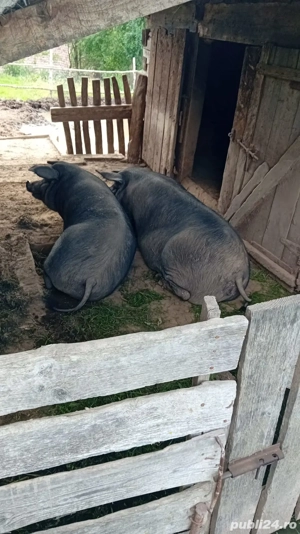 Porci de vanzare - imagine 4