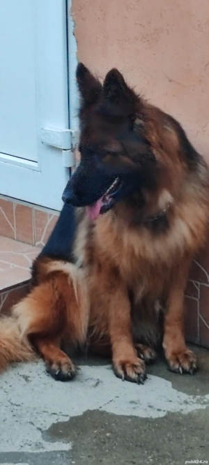 Ciobănesc german cu păr lung  - imagine 4